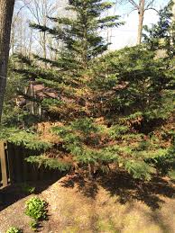 This both twig cankers and twig dieback. Brown Needles On Leyland Cypress 449297 Ask Extension
