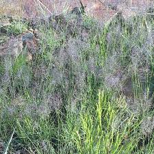 Image result for Sporobolus festivus