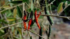 Image result for Cadaba farinosa