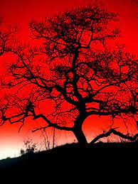 Red And Black So Striking Black Tree Tree Art Blue Tree