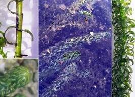 Image result for Lagarosiphon muscoides