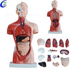 Human anatomy female body and organs diagram stock illustration download image now istock from media.istockphoto.com body cavities and major organs of the torso model. Medical 3d Model Anatomical Anatomy Torso Model Buy Medical Anatomy Human Anatomy Model 3d Anatomy Model Product On Alibaba Com