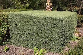 Image result for Cyperus pseudoleptocladus