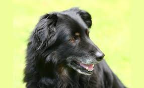 But instead of solid black, you'll find this pooch has a black furry head with white around the muzzle, a white body with black saddle markings. Extra Blog Image Senior Black Long Haired Dog Looking Away Canine Campus Dog Daycare Boarding