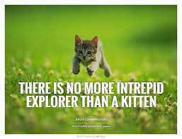 Kittens Quotes | Kittens Sayings | Kittens Picture Quotes via Relatably.com