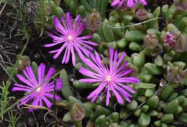 Image result for Delosperma tradescantioides