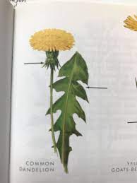 Taraxacum Officinale Taraxacum Officinale Outdoor School Taraxacum