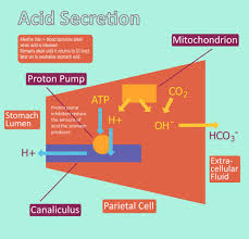 In this video we'll write the correct formula for hydrochloric acid.to write the formula for hydrochloric acid we'll use the periodic table, a and follow som. Acid Production Hydrochloric Acid Regulation Teachmephysiology