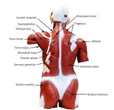 Psoas major labeled at bottom left. Image Result For Torso Muscle Model Anatomy Models Labeled Anatomy Models Medical Anatomy