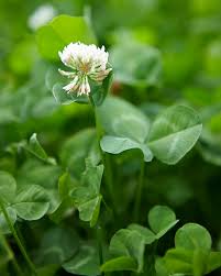 Green gobbler comes with another attractive clover killing herbicide renowned for eliminating white clovers from lawns. Weed Identification Guide Better Homes Gardens
