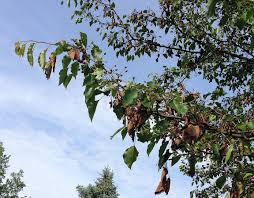 Fruitlets affected by pear midge drop off. Deadly Fire Blight In Flowering Pear Trees Still A Problem Purdue University
