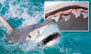 1 bull shark tooth modern authentic beach ocean nautical fishing white. Shark News Study Revolutionises How Deadly Tiger Sharks Hunt For Prey Science News Express Co Uk