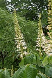 Image result for Hippocratea parviflora