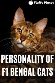 She has glittery fur, a strong personality, a. F1 Bengal Cat Personality Bengal Cat Cat Personalities Bengal Cat Personality