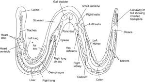 basic reptile and amphibian anatomy and physiology