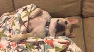 Naps can be good for your health (but shouldn't replace regular sleep)there's a strong biological tendency. Part 2 Closeup French Bulldog Sleeping On His Back Under The Covers And Snoring While Eyes Open Youtube
