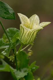 Image result for Coccinia rehmannii