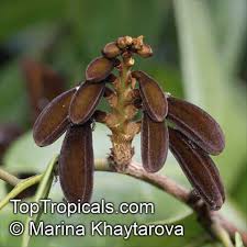 Image result for Baikiaea