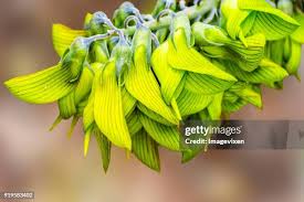 Image result for Crotalaria barkae