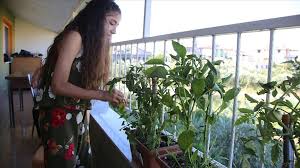 En az 40 santimetre genişliğinde bir saksı almaya, saksının altında deliklerin mutlaka bulunmasına ve saksının konulabileceği yüksek bir yer olmasına özen göstermek gerekiyor. Kovid 19 Surecinde Balkonlar Seraya Donustu