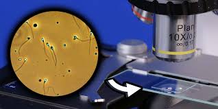 What Kind of Microscope you Need to See Sperm | Micro Safari
