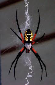 Big Black And Yellow Striped Spider Pixiewinksfairywhispers Spider Arachnids Spiders Beautiful Bugs