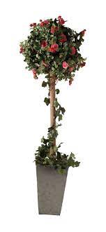 Buy rose tree and get the best deals at the lowest prices on ebay! How To Grow A Rose Tree
