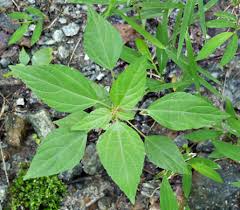 Image result for Acalypha polymorpha