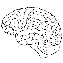 But wait, we have coloring pages & printables for other holidays, too! Normal Human Brain Coloring Page Free Printable Coloring Pages For Kids