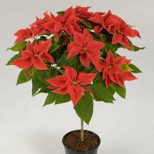 Image result for Euphorbia pulcherrima