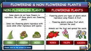 This means that when the seeds are released, they will fly through the air until they reach the ground and they will. Flowering Non Flowering Plants Google Slides Distance Learning Worksheet
