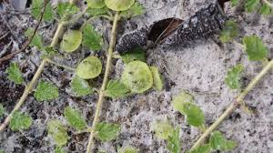 Image result for Dicerocaryum eriocarpum