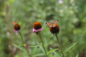 We always go the extra mile to make your floral gift perfect. Tennessee Travel Planning A Day Trip To Burgess Falls State Park
