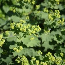 Image result for Alchemilla microbetula
