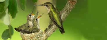 These hummingbird plants contain include bulbs, perennials, and wildflowers that will attract hummingbirds to your garden. Do Hummingbirds Migrate American Bird Conservancy