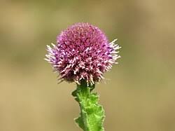 Image result for Sphaeranthus gazaensis