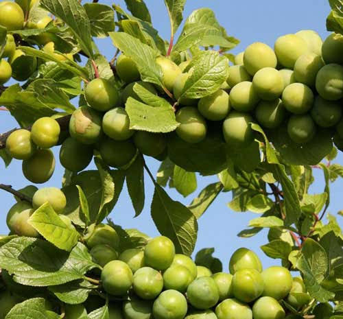 نهال گوجه‌سبز سررودی