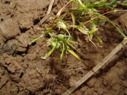 Image result for Alloeochaete geniculata