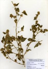 Image result for Sida urens