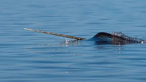 Chasing After The Elusive Narwhal : NPR