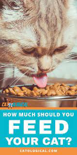 Learn How Much To Feed Your Cat Based On Its Age And Size This Is Important Cat Info That You Need To Know In Order To Love Yo Cat Care Cat