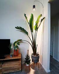 In their native south africa, bird of paradise plants are pollinated by birds. Aspect And Highland Grow Light Photo Gallery Soltech Solutions In 2021 Grow Lights For Plants Plant Decor Indoor Plant Lighting