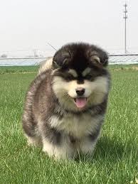 Get your alaskan malamute from lancaster puppies. The Best Alaskan Malamute From China Home Facebook