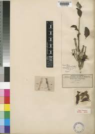 Image result for Phragmanthera edouardii