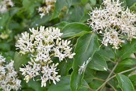 Image result for Searsia acuminatissima