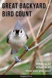 But now oversized chess boards are getting popular as an entertaining yard game. What Is The Great Backyard Bird Count And How Can You Join The Fun