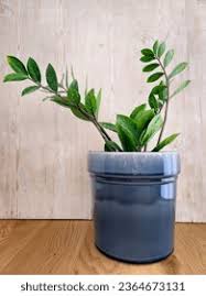 Image result for Zamiokulkas Zamioculcas