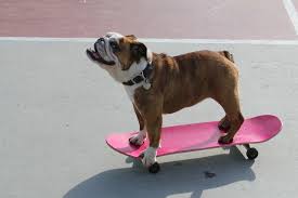Want to learn more about skateboarding? Teach Your Dog To Ride A Skateboard The Bark