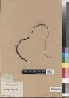 Image result for Laurembergia repens