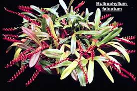 Image result for Bulbophyllum falcatum